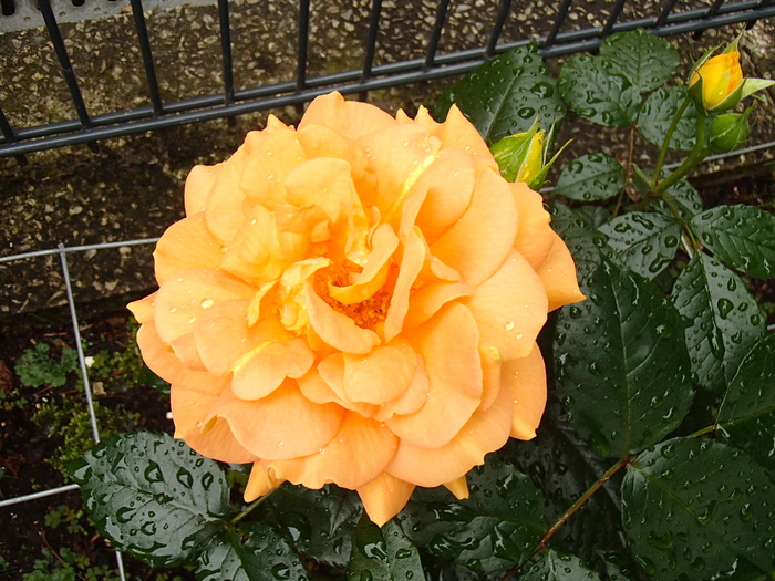 a0282833_1930190.jpg