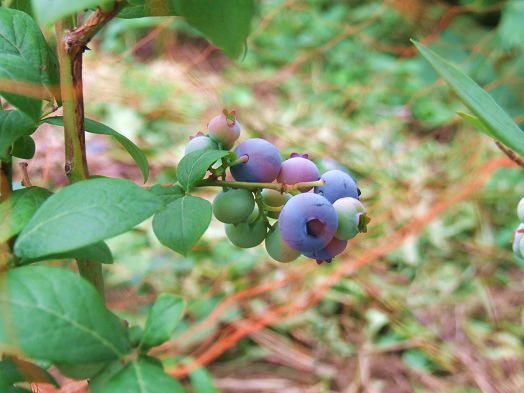 b0089338_17374965.jpg