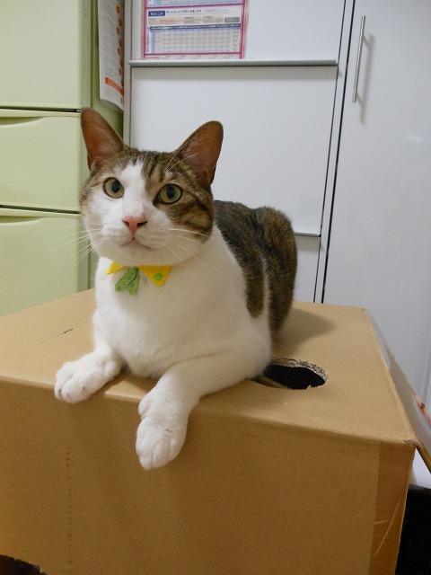 a0150353_21444837.jpg