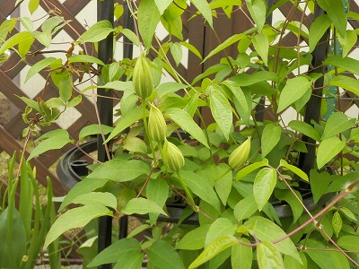 e0004756_21182047.jpg