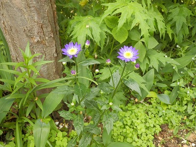 e0004756_2172540.jpg