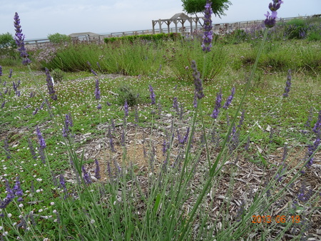 c0108460_20325481.jpg