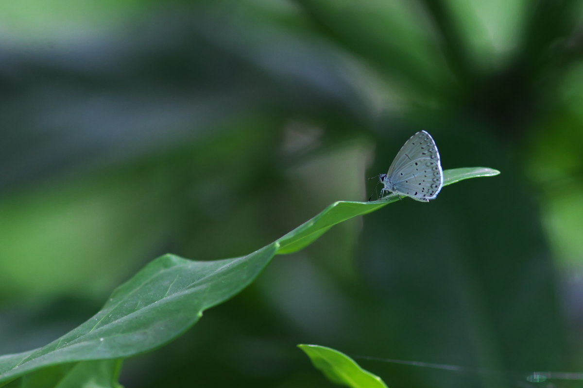 a0083081_9524160.jpg