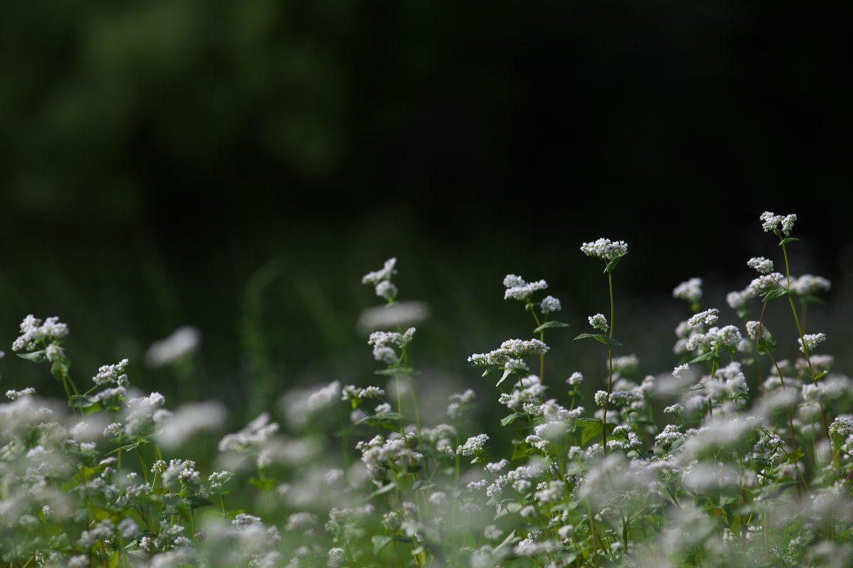 a0083081_9531141.jpg