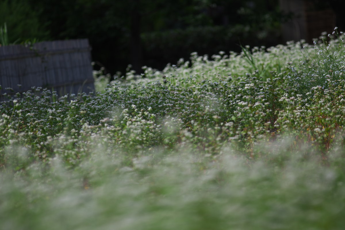 a0083081_9532432.jpg