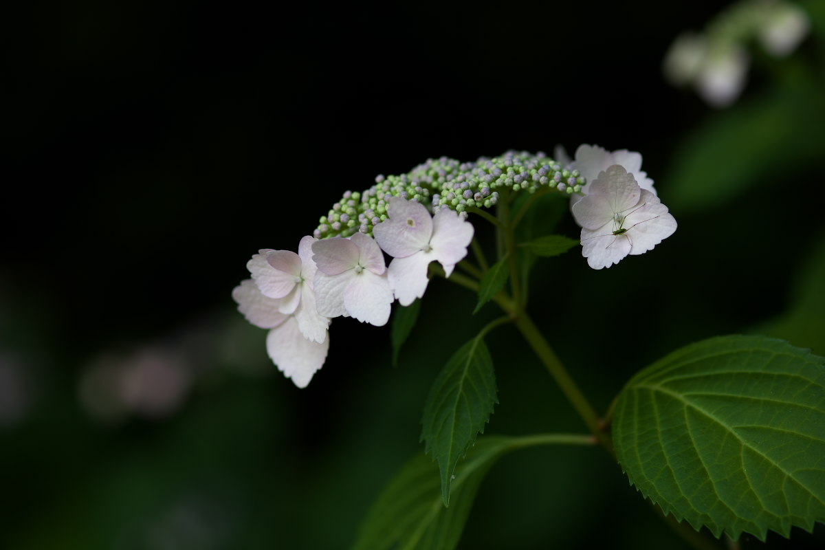 a0083081_9534475.jpg