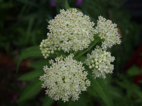 c0117007_21102310.jpg