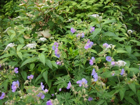 c0117007_21293937.jpg