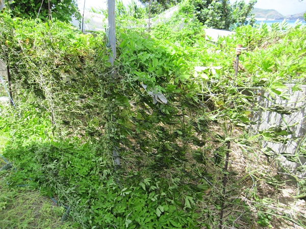 f0041021_10592668.jpg