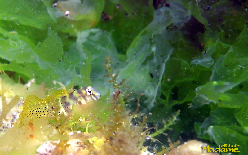 b0044726_15432138.jpg