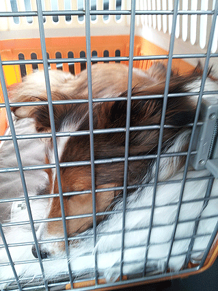 b0066826_10234969.gif