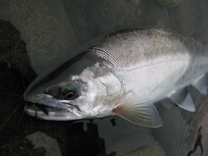 f0090131_12391975.jpg