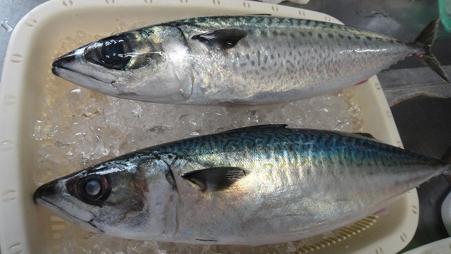 f0208737_8234026.jpg
