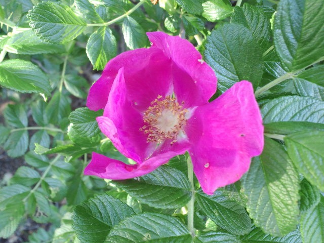 c0117239_8262241.jpg