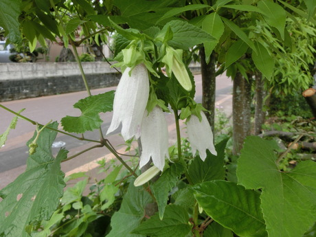 a0203003_19141867.jpg