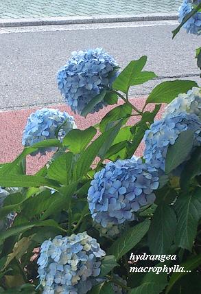 c0098807_20461981.jpg