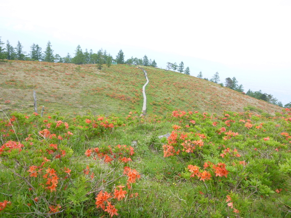 d0170615_914139.jpg