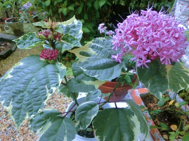 c0204121_1821744.jpg