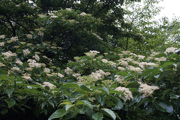 f0214649_4494930.jpg