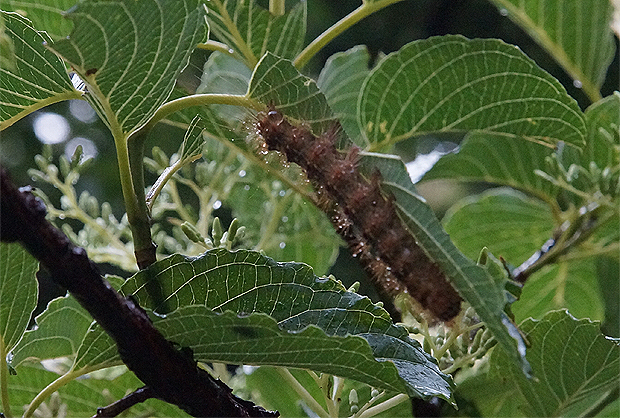 f0214649_4504514.jpg