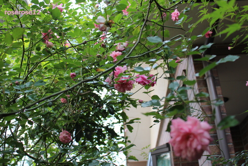 a0249051_542186.jpg