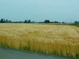 a0290852_643753.jpg