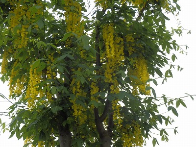 e0004756_20154180.jpg