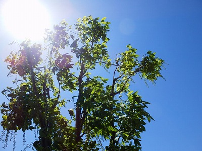 e0004756_20174983.jpg