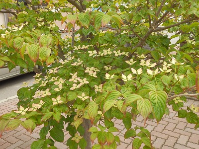 e0004756_20295840.jpg