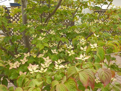 e0004756_20313242.jpg
