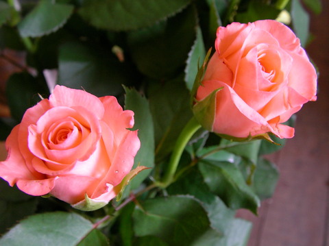f0275365_8544332.jpg