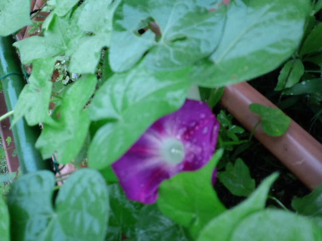 c0228378_96569.jpg