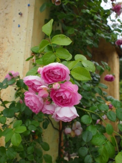 e0282984_2015248.jpg