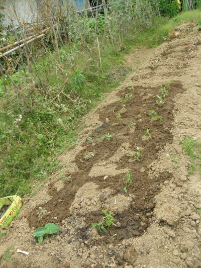 e0017396_14521597.jpg