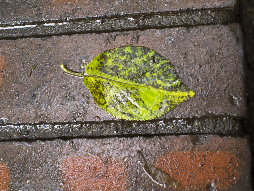 f0224100_7475859.jpg