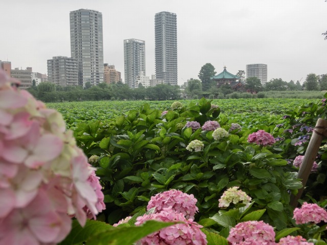 b0190603_14473918.jpg