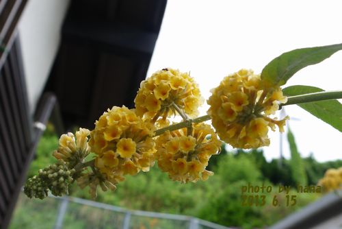 b0061107_6482990.jpg