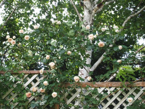 c0117007_21425451.jpg