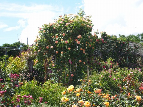 c0117007_2144266.jpg