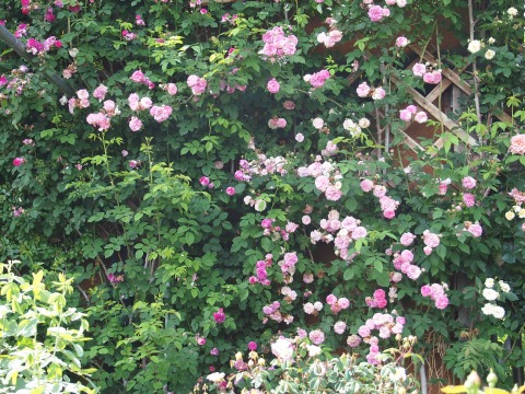 c0117007_21444952.jpg
