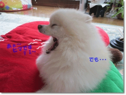 b0167519_2121831.gif