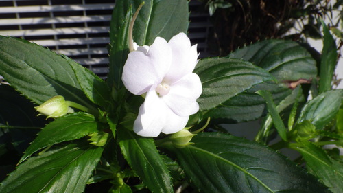 c0300035_10274790.jpg