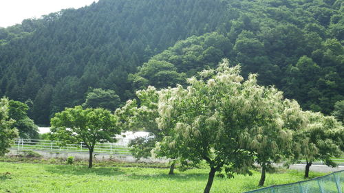 c0300035_1034641.jpg