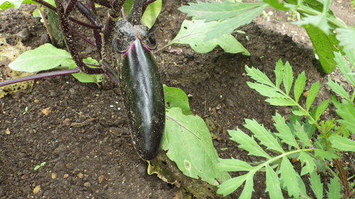 c0300035_10474565.jpg