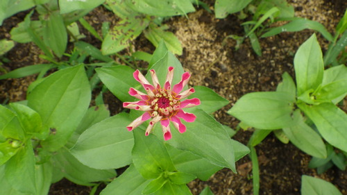 c0300035_10504465.jpg