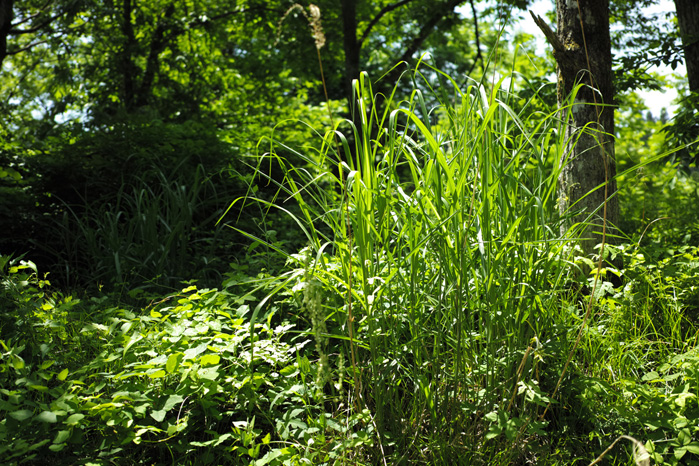 a0049639_12251265.jpg
