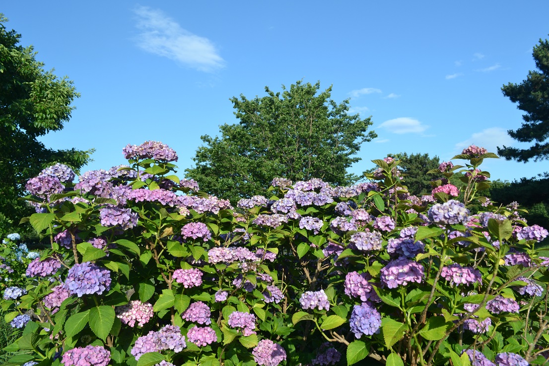 a0055650_20463268.jpg