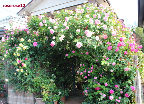 a0249051_4223199.jpg