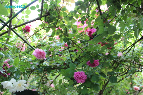 a0249051_42746.jpg