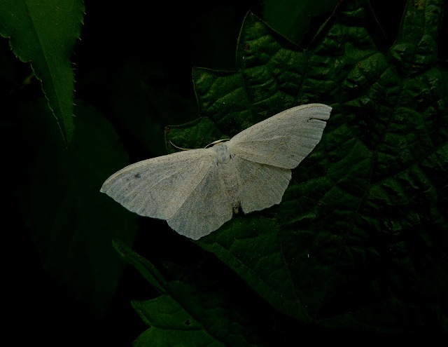 d0019074_8411451.jpg